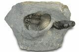 Scabriscutellum Trilobite With Morocops - Multi-Toned Shell #300563-1